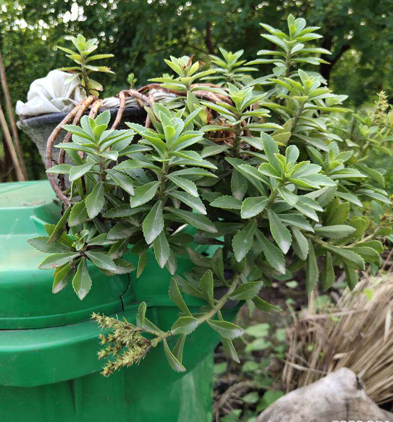 繁衍快 止血草  地三七 草三七  易活  扦插