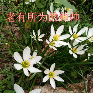 风雨兰白花 葱兰白花风雨兰