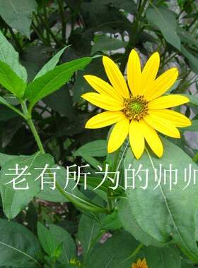 洋姜草本球根菜园种球