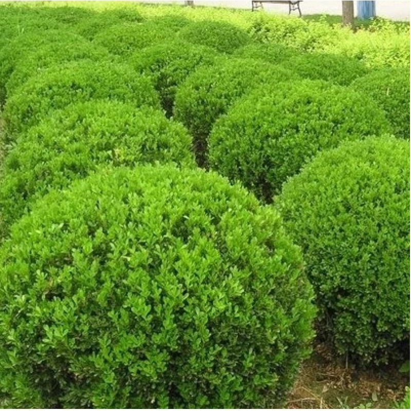 庭院绿篱植物造型树小叶黄杨树苗