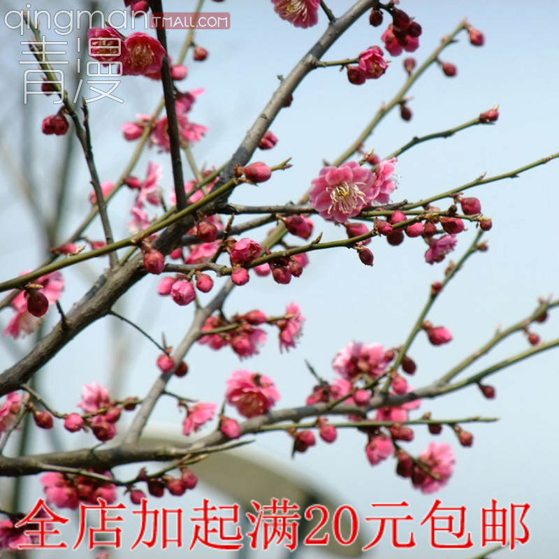梅花 高档盆栽 红梅花 梅花苗 乌梅 红梅桩 树桩盆景 包邮促销