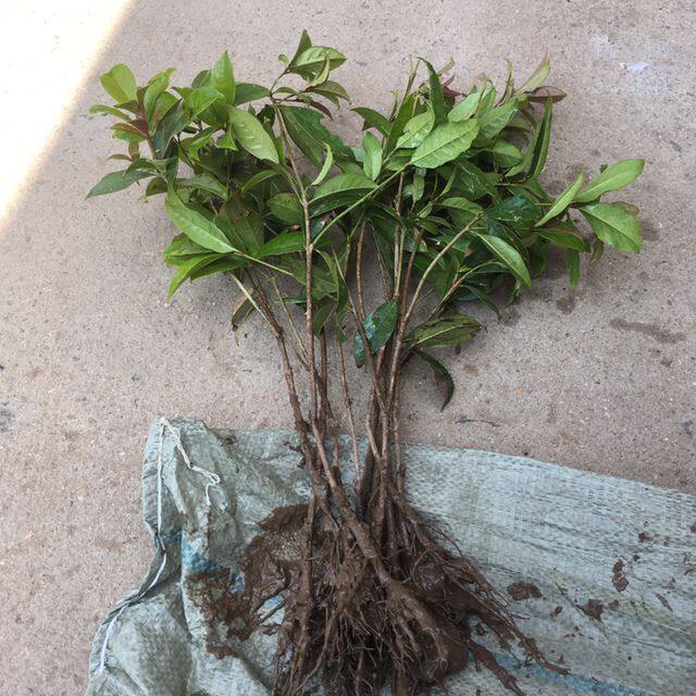 桂花树苗 金桂丹桂八月桂沉香状元红桂四季桂银桂 桂花小苗桂花苗