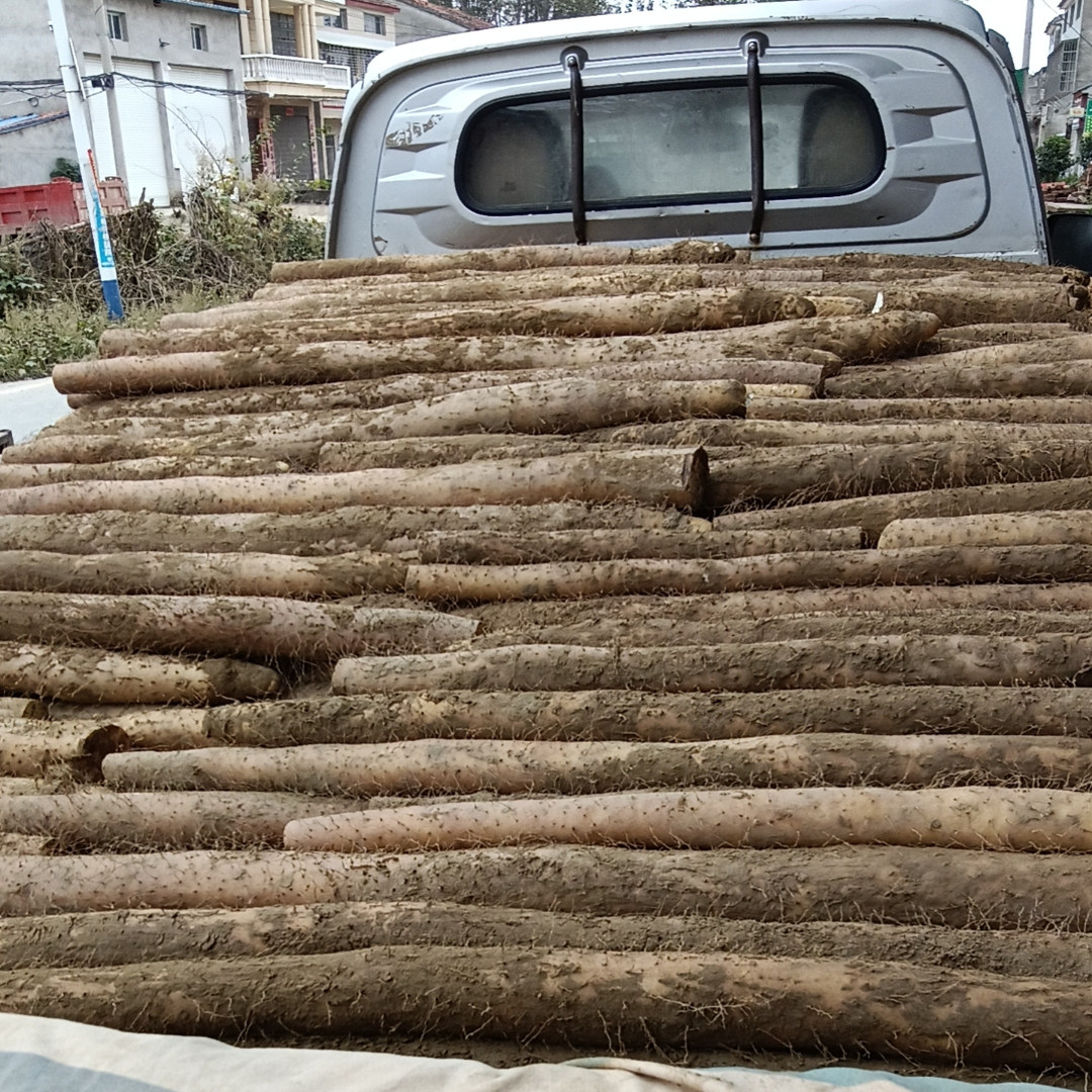 湖北炒脆山药新鲜襄阳清炒脆山药新鲜菜山药新鲜粗大山药新鲜