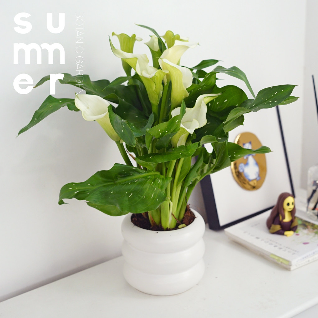 彩色马蹄莲女神节观花植物 室内桌面花期长 耐阴礼物装饰盆栽绿植