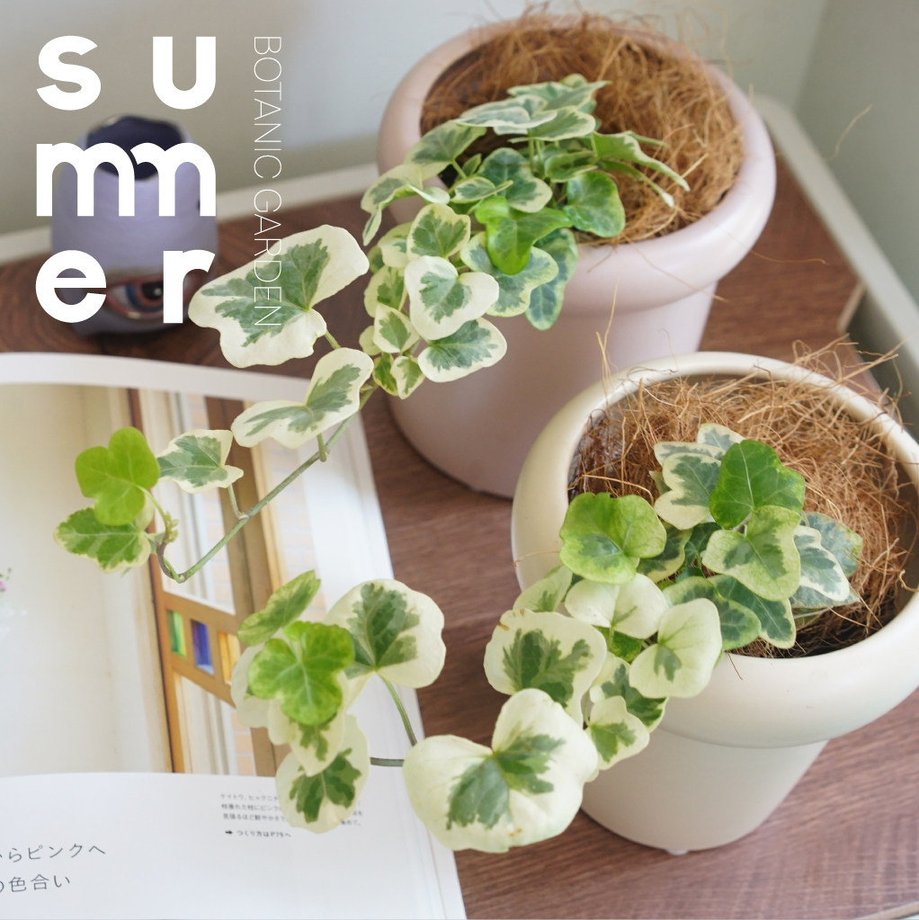 日本雪莹 常春藤室内耐阴桌面 小盆栽 绿植 观叶植物常绿 可爱