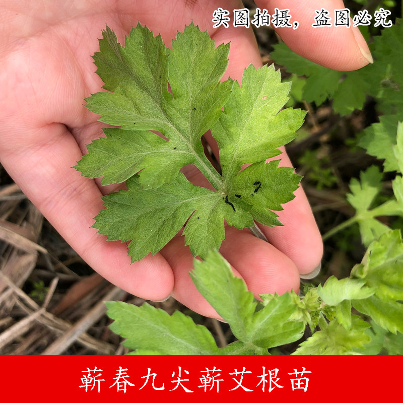 蕲州九尖蕲艾苗蕲艾种子蕲艾根团批蕲艾叶陈放做蕲艾灸条