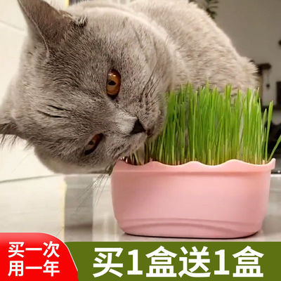淘宝猫薄荷草盆栽优惠券 天猫优惠券猫薄荷草盆栽 淘宝折扣