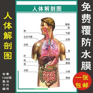 人体解剖图穴位医学人体结构图片内脏器官骨骼肌肉构造挂图画全身