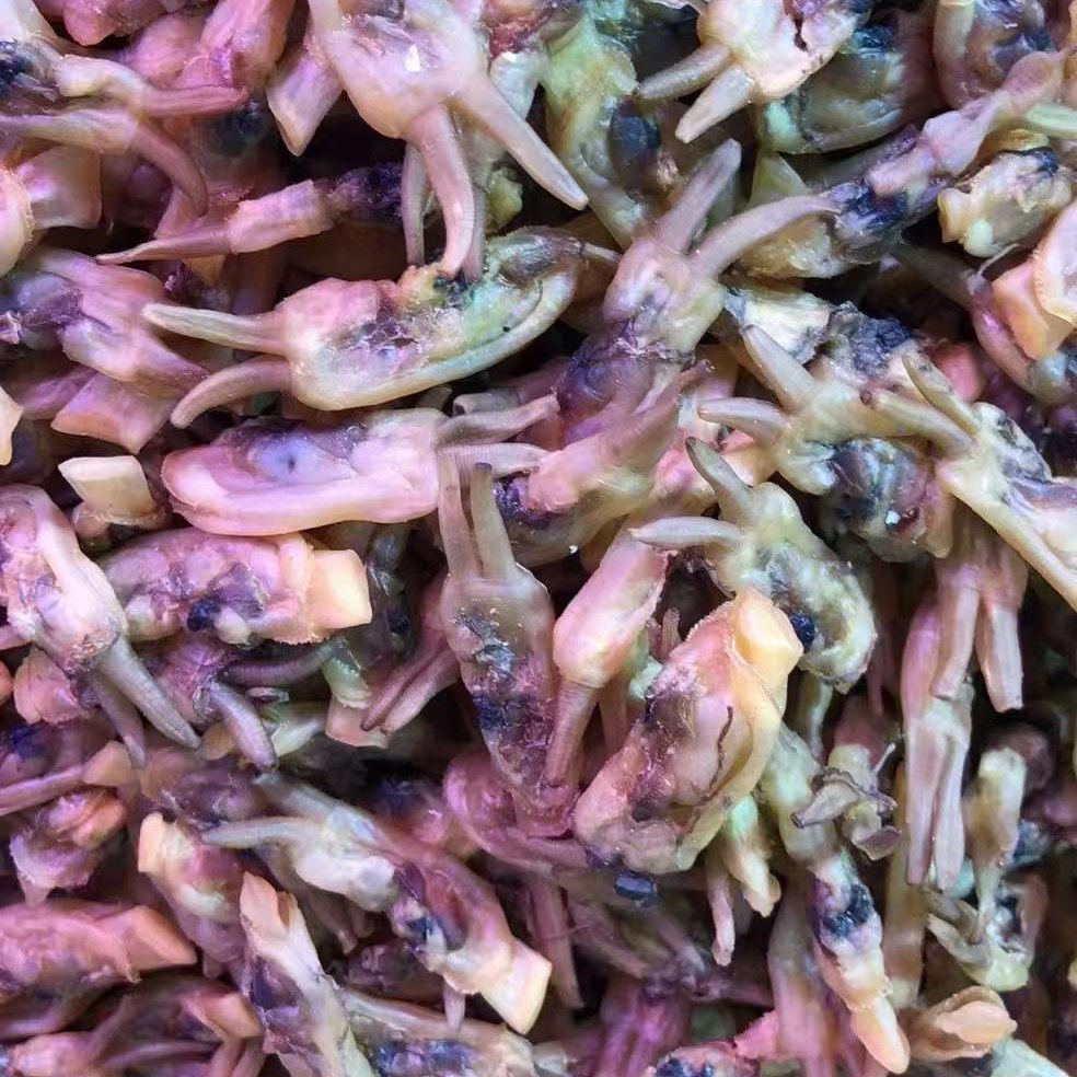 温州苍南特产新鲜特产蛏子干新货