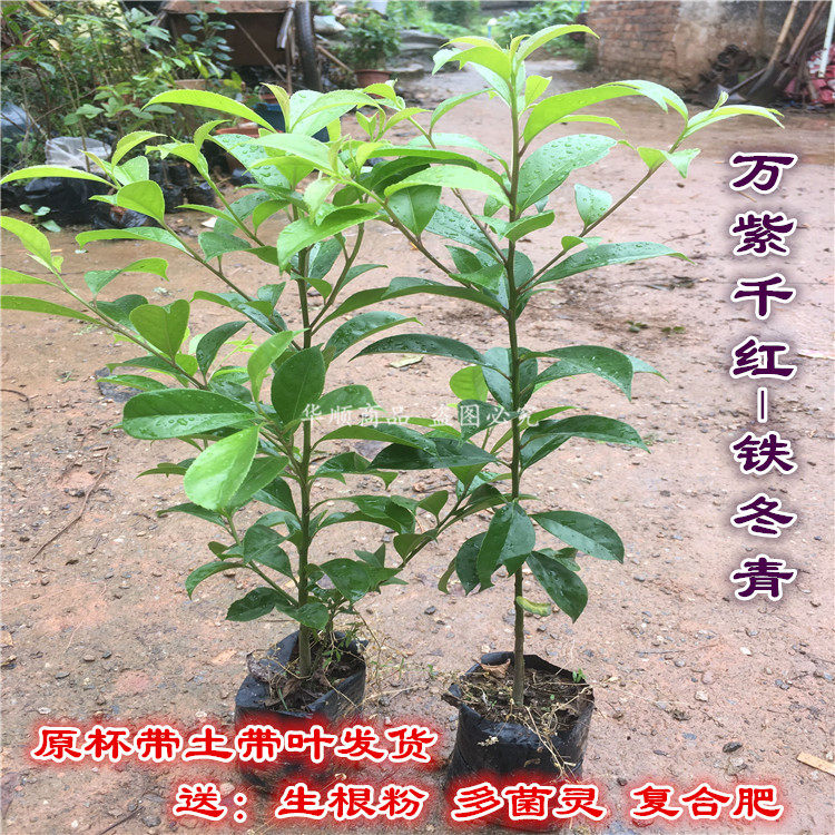 万紫千红铁冬青树苗四季常绿庭院景区行道绿化白银香苗山熊胆