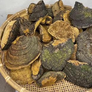 正宗野生桑树桑黄正品特级金边桑黄配灵芝可切片500克