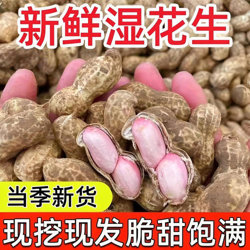 2026当季新鲜花生可水煮花生农家现挖现发粉皮自种带壳带泥湿花生