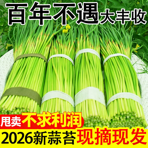2026新鲜蒜苔河南脆嫩红帽蒜薹当季农家蔬菜短细蒜苔蒜苗5斤整箱