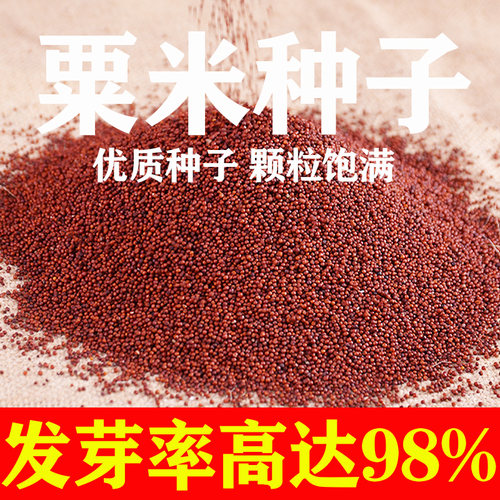 广西新鲜粟米种子拳头鸭脚