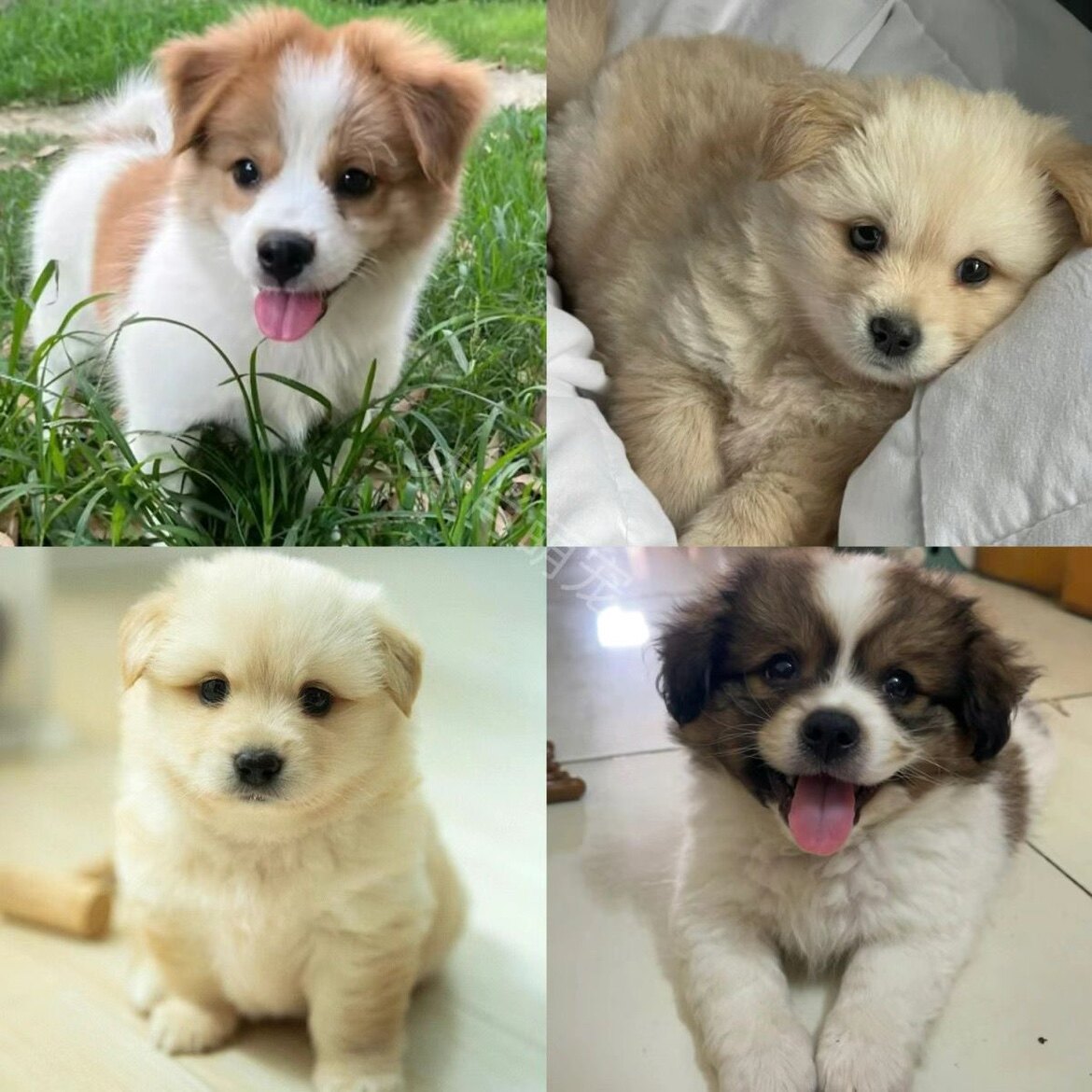 中华田园犬陪伴高智商犬家养狗活物长不大的小狗仔幼犬奶味的幼崽