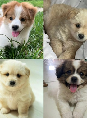 中华田园犬陪伴高智商犬家养狗活物长不大的小狗仔幼犬奶味的幼崽