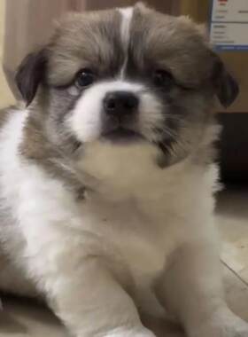 中华田园犬活体家养小土狗幼犬纯黑土狗大黄狗看家护院好养易训