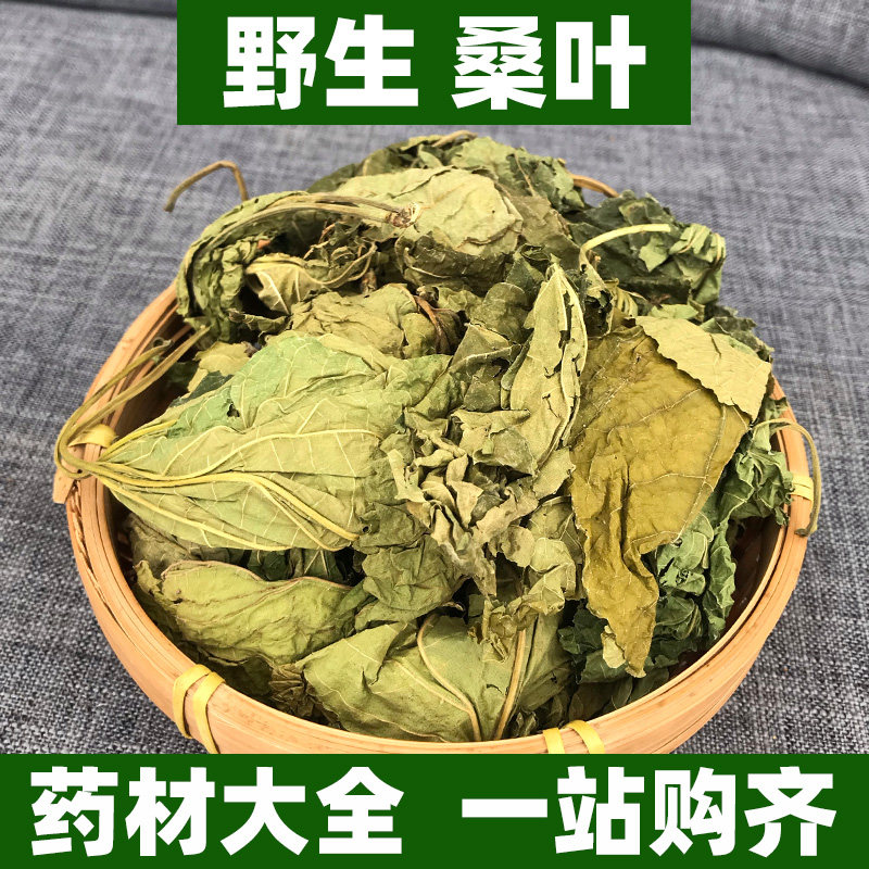 广西野生桑叶中药材正品泡茶桑树叶可打粉新鲜干铁扇子霜桑叶蚕叶