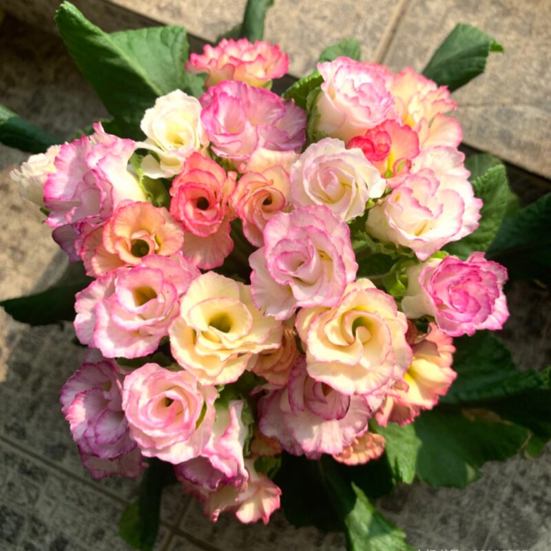 粉色系玫瑰花苗时令草本花卉盆栽室内观赏植物当天发货