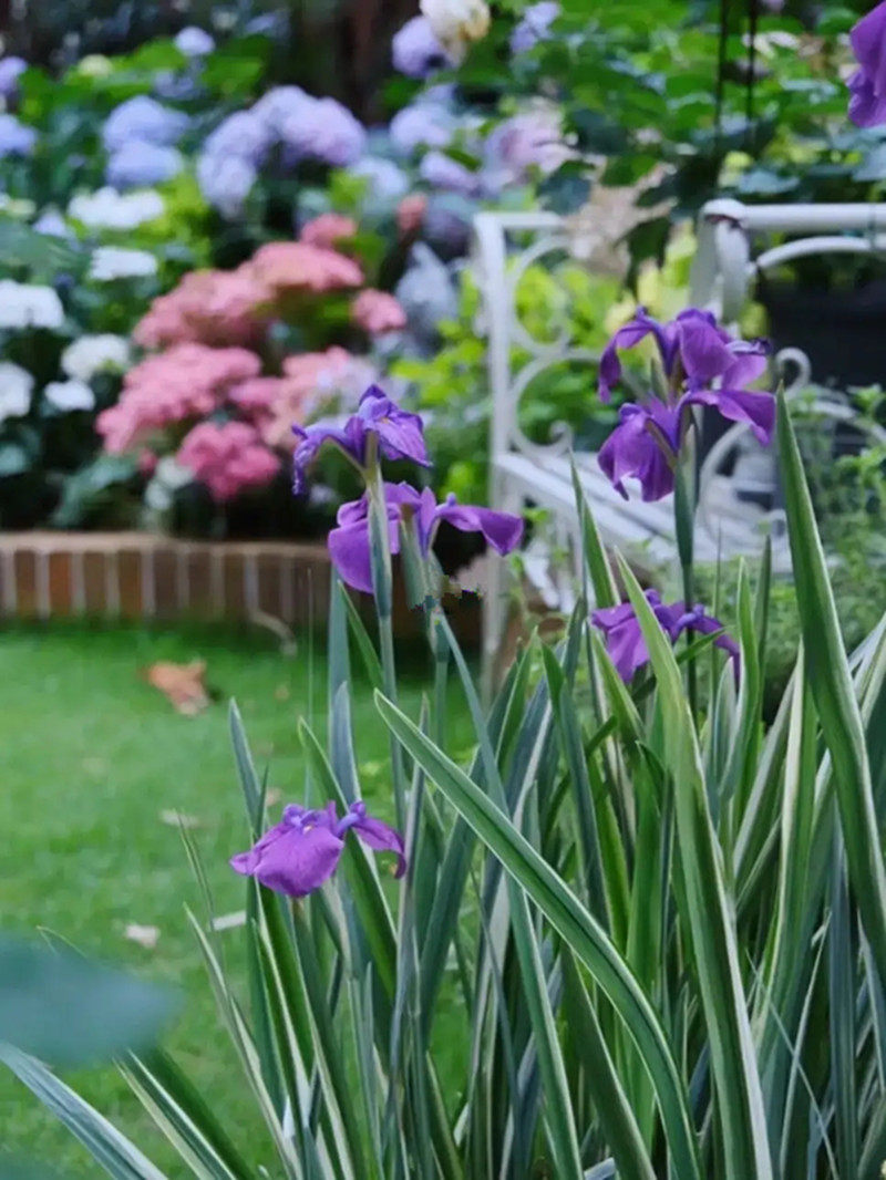 花叶玉蝉花盆栽庭院花镜植物花园花坛水养四季常绿多年生耐寒耐热