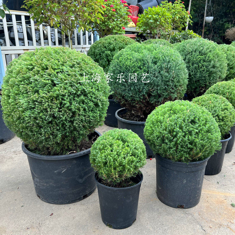 皮球松盆栽皮球柏室外花园庭院植物耐寒耐晒四季常绿好养易活包邮,鲜花速递/花卉仿真/绿植园艺,绿植,淘宝优惠券,粉丝福利购,淘宝优惠卷