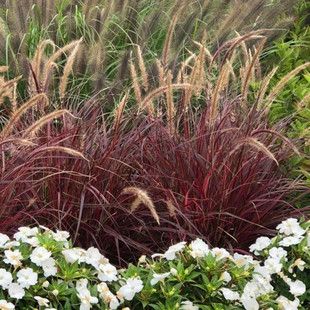 紫叶狼尾草火焰狼尾草多年生庭院花镜植物四季观叶地被花卉盆栽