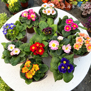 报春花盆栽欧洲重瓣报春冬季耐寒花卉四季开花带花苞阳台喜光包邮
