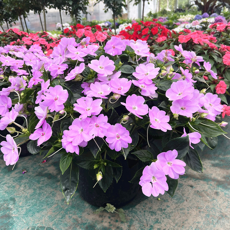 家乐园艺凤仙花草本植物阳台四季