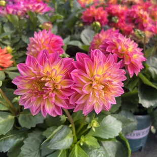 大丽花盆栽带花苞大苗阳台庭院花卉四季开花小丽花好养花期长包邮