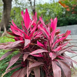 朱蕉红铁紫竹红叶植物盆栽室内外庭院观叶绿植可水培吸甲醛好养