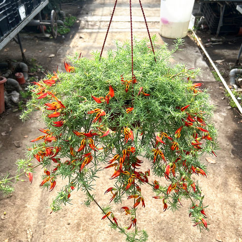 家乐园艺观花垂吊植物室内阳台