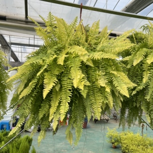 黄金波斯顿撅盆栽植物室内室外阳台客厅绿植耐阴好养四季常绿