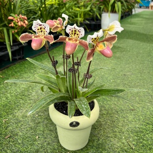 绿肉饼兜兰 亨利兜兰玉女兜兰盆栽室内阳台花卉