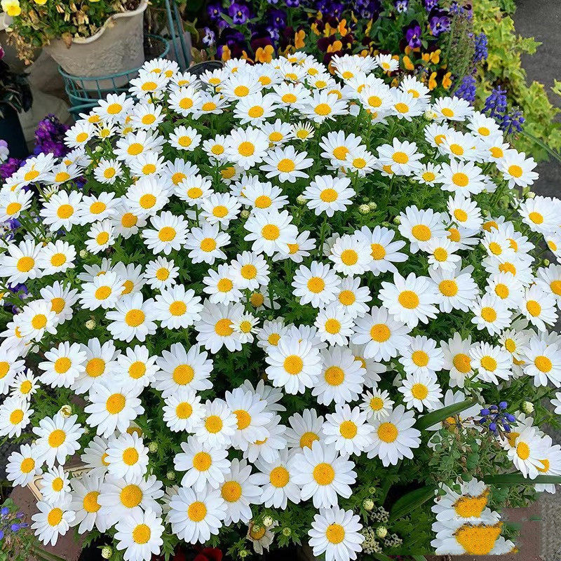 白金菊盆栽大苗带花阳台庭院花卉小雏菊四季开花草本植物好养包邮