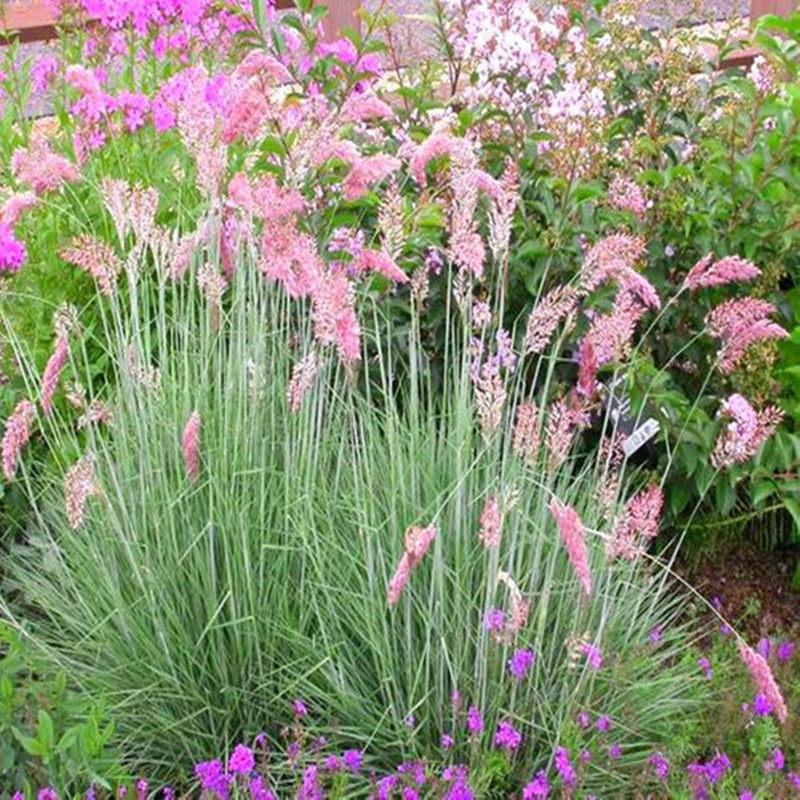 蜜糖草盆栽室外庭院花园花镜植物多年生宿根花卉耐寒耐热毛冠草