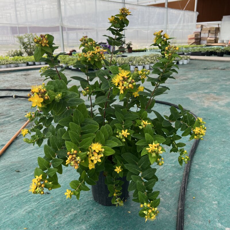 灌木花卉金丝梅花苗云南相思梅相思豆植物盆景苗盆栽金丝桃大苗