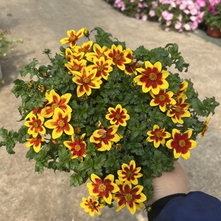鬼针草盆栽室外阳台庭院花卉草本植物好养四季开花耐寒绿植包邮