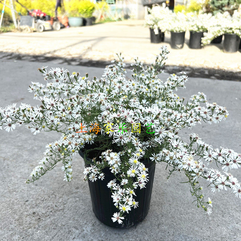 柳叶白菀菊花多年生宿根花卉阳台庭院盆栽耐寒耐热花期长好养包邮
