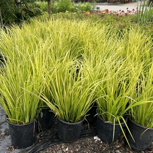 金叶石菖蒲盆栽金叶苔草多年生花镜植物庭院花园耐寒花卉四季常绿