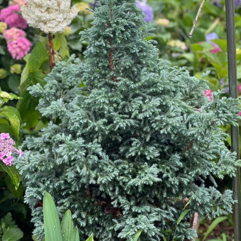 盆栽卷柏多年生庭院美观