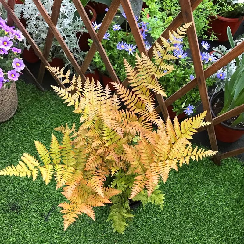 耐寒常绿彩虹蕨庭院耐寒花镜植物