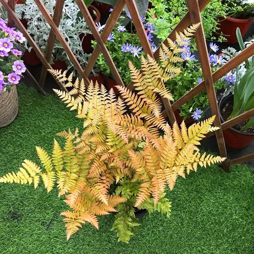 耐寒常绿彩虹蕨庭院耐寒花镜植物