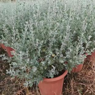 银叶仓鼠草盆栽多年生灌木绿植耐寒耐热庭院花园植物好养