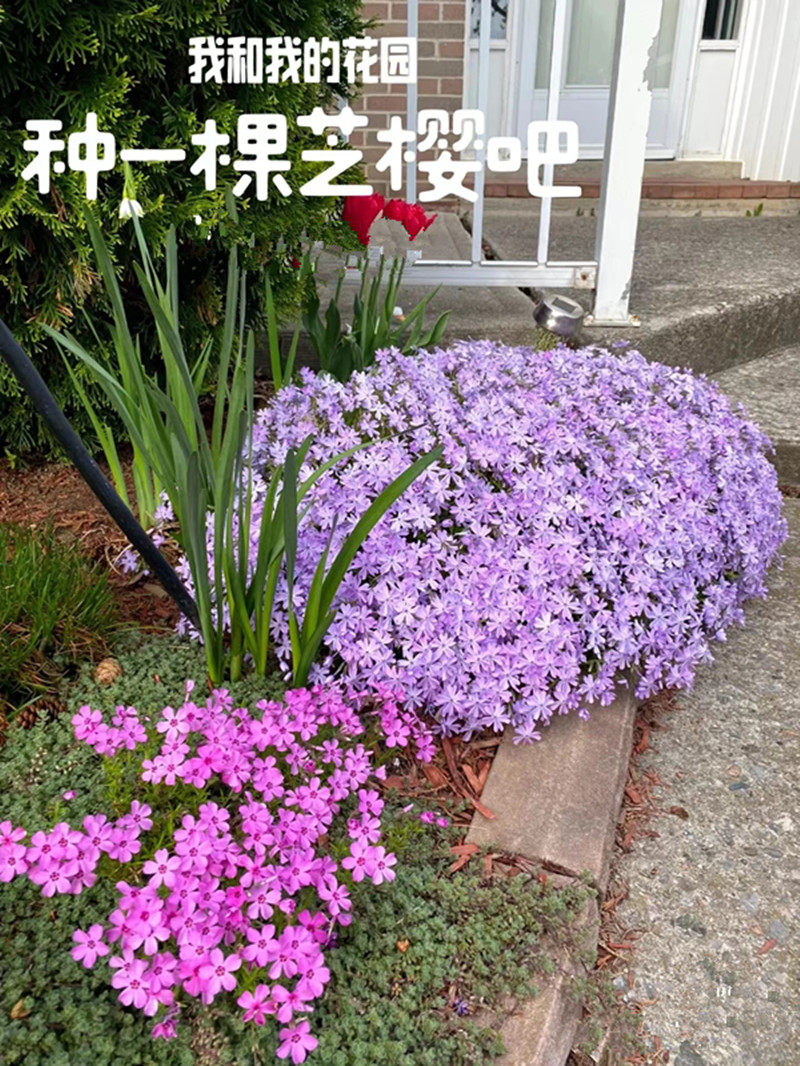 芝樱花大苗盆栽多年生丛生花卉室外庭院花园地被植物耐寒四季常绿