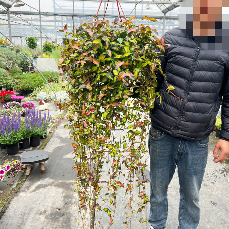 黄金络石植物彩叶络石藤蔓植物垂吊露天阳台庭院日本花叶络石吊兰