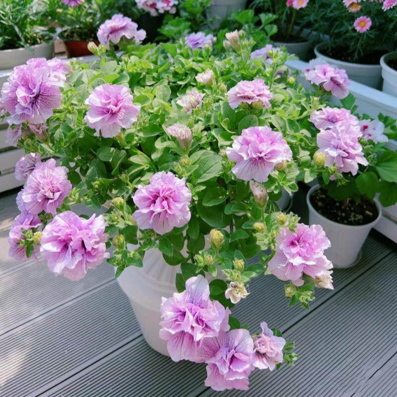 重瓣矮牵牛花苗盆栽四季不开花