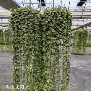 花叶蔓盆栽室内外阳台长春藤垂吊植物耐热耐寒黄金花叶蔓带土吊兰