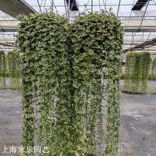 花叶蔓盆栽室内外阳台长春藤垂吊植物耐热耐寒黄金花叶蔓带土吊兰 - 封面