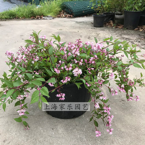 家乐园艺溲疏宿根植物阳台庭院
