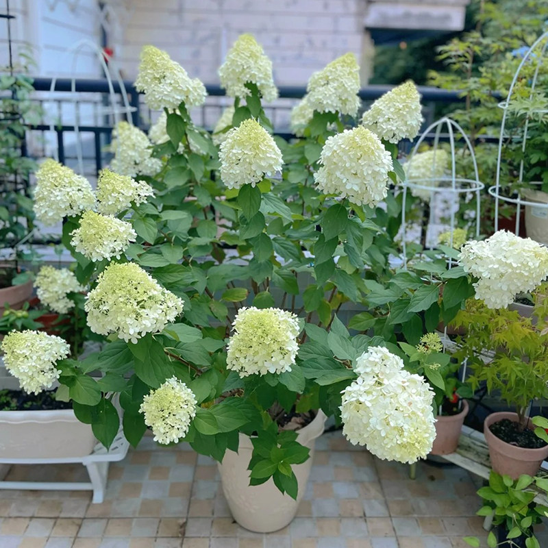 家乐园艺圆锥绣球木本植物图片
